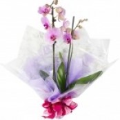 Gift wrapped plant